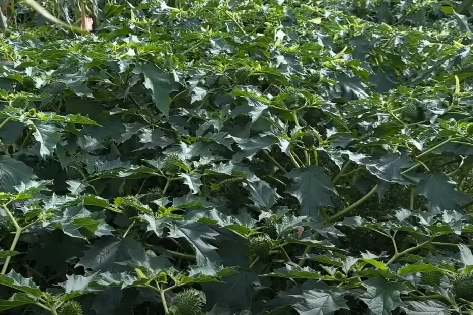 Datura toxique