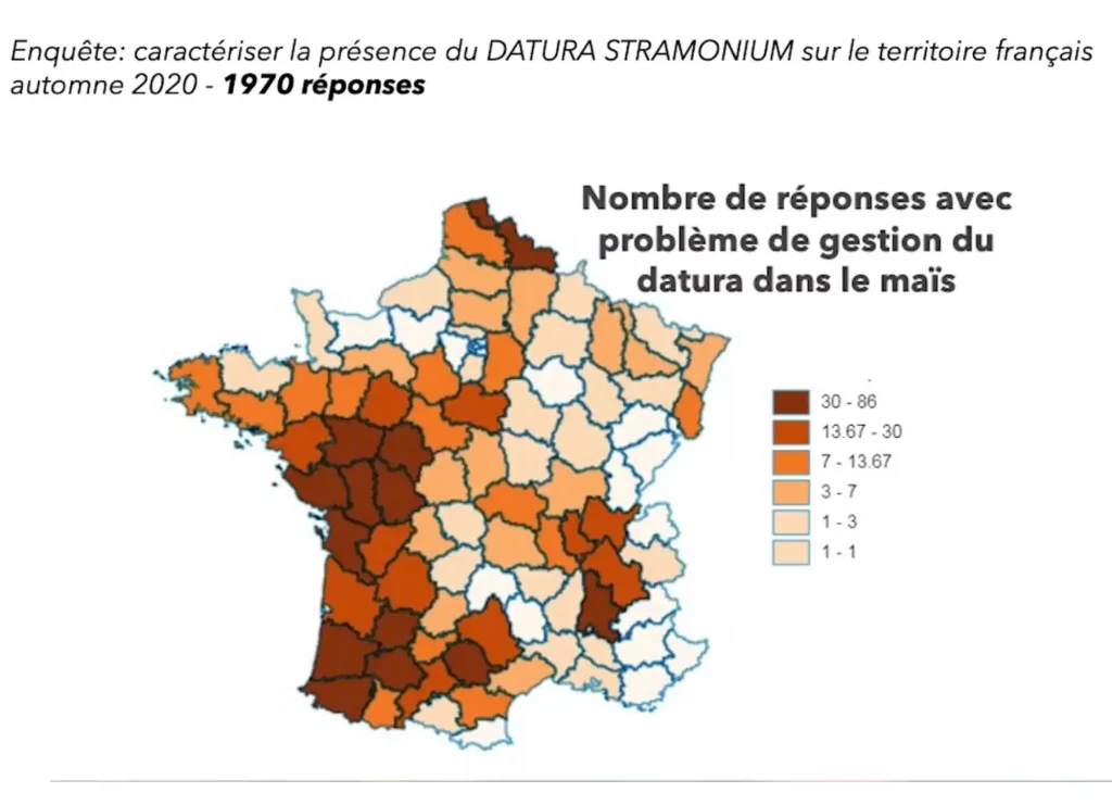 Datura toxique en France