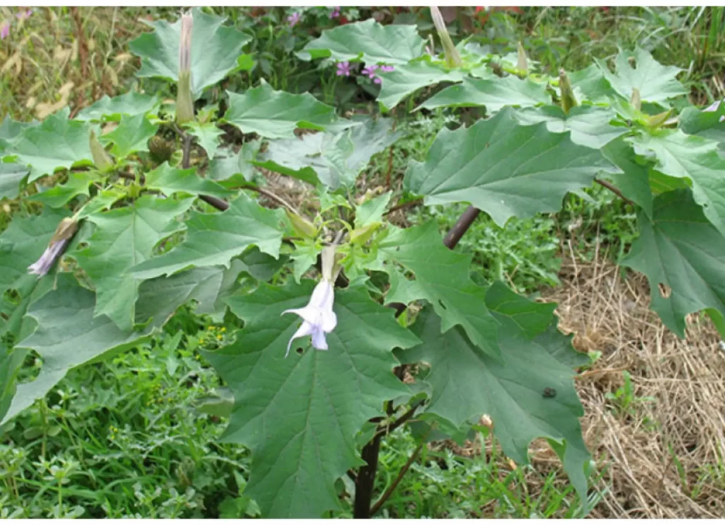 Fleurs de Datura toxique 