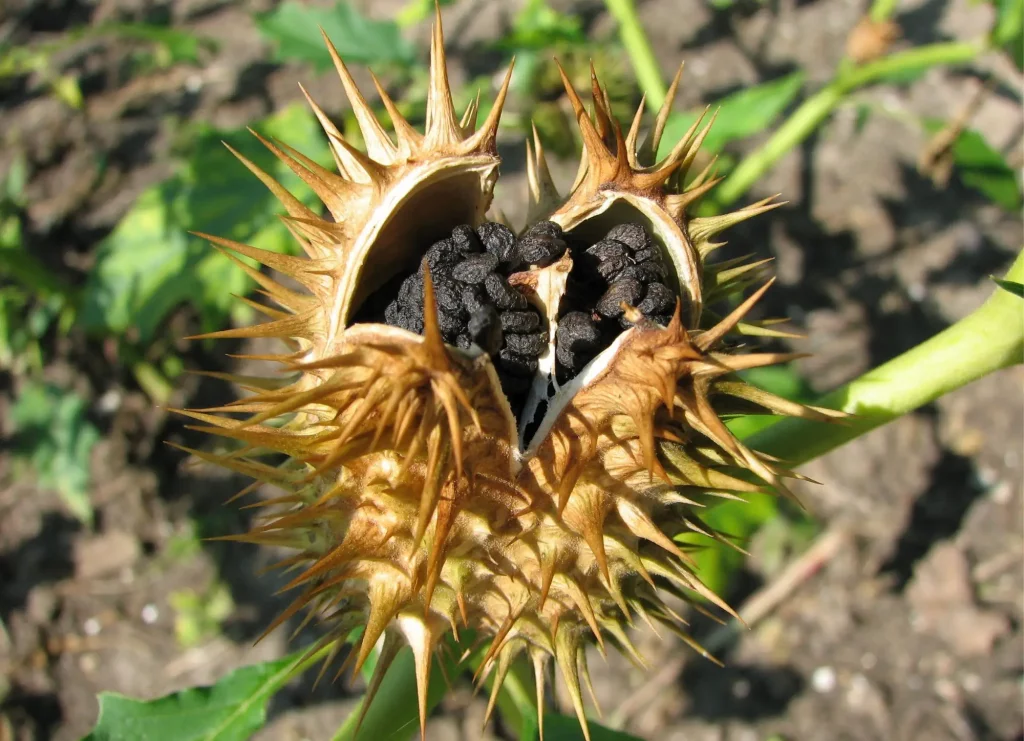 Datura stramonium L - toxique
