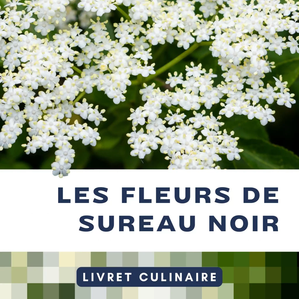 Comment utiliser les fleurs de sureau en cuisine